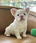French Bulldog Puppies