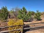 JP-LANDSCAPING & MAINTENANCE LLC