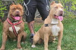 XL AMERICAN BULLY'S