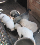 Livestock Guardian Puppies
