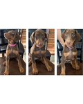 Doberman puppies