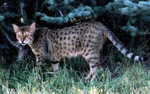 Cheetoh Cats