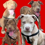 XL AMERICAN BULLY'S