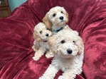 Micro-Mini Golden Doodles